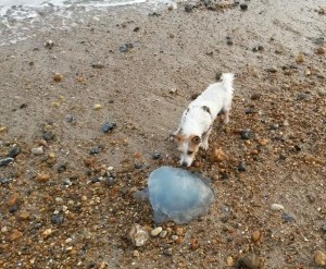 Jellyfish on Shoreham Beach