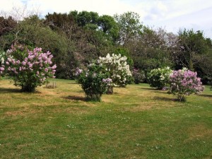 Lilacs in Withdean Park by Paul Gillet on www.geograph.org.uk