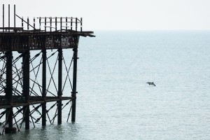 Dolphin swimming by the pier by Finn Hopson