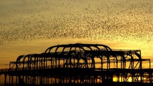 Starlings - picture by Chris Mole / RSPB