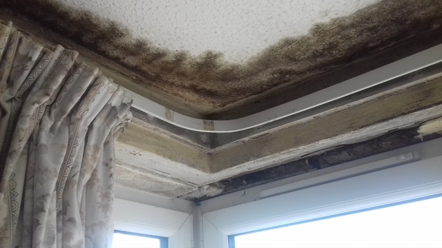 Tenants Tell Council Not To Blame Them For Damp And Mould Brighton And Hove News 