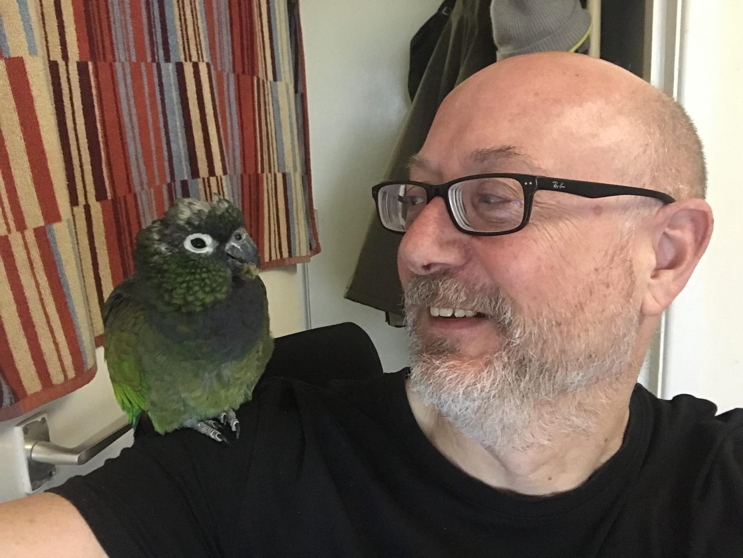 Susan the parrot found following three-day search – Brighton and