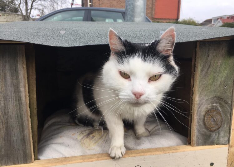 Supermarket cat evicted after health and safety complaints – Brighton ...