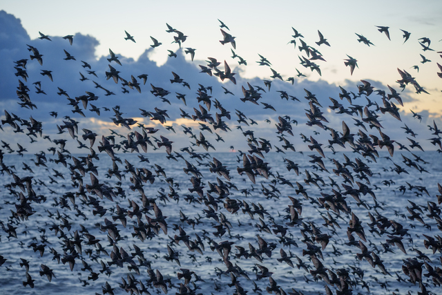 Starling Decline Follows Weedkiller Use Resumption Locally